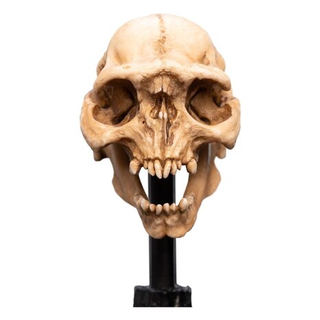 Weta Workshop Lord of the Rings Mini Statue Skull of a Moria Orc 13 cm Weta Workshop Lord of the Rings Mini Statue Skull of a Moria Orc 13 cm
