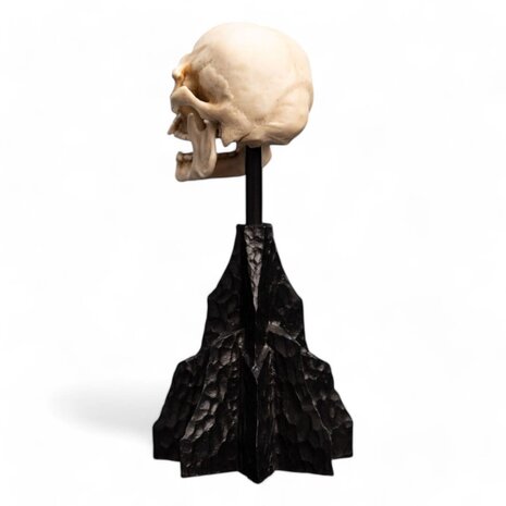 Weta Workshop Lord of the Rings Mini Statue Skull of a Mordor Orc 14 cm Weta Workshop Lord of the Rings Mini Statue Skull of a Mordor Orc 14 cm