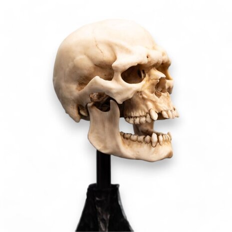 Weta Workshop Lord of the Rings Mini Statue Skull of a Mordor Orc 14 cm Weta Workshop Lord of the Rings Mini Statue Skull of a Mordor Orc 14 cm