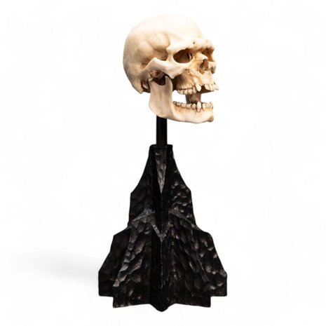 Weta Workshop Lord of the Rings Mini Statue Skull of a Mordor Orc 14 cm Weta Workshop Lord of the Rings Mini Statue Skull of a Mordor Orc 14 cm