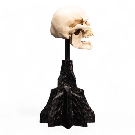 Weta Workshop Lord of the Rings Mini Statue Skull of a Mordor Orc 14 cm Weta Workshop Lord of the Rings Mini Statue Skull of a Mordor Orc 14 cm