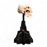 Weta Workshop Lord of the Rings Mini Statue Skull of a Mordor Orc 14 cm Weta Workshop Lord of the Rings Mini Statue Skull of a Mordor Orc 14 cm
