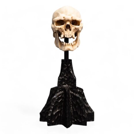 Weta Workshop Lord of the Rings Mini Statue Skull of a Mordor Orc 14 cm Weta Workshop Lord of the Rings Mini Statue Skull of a Mordor Orc 14 cm
