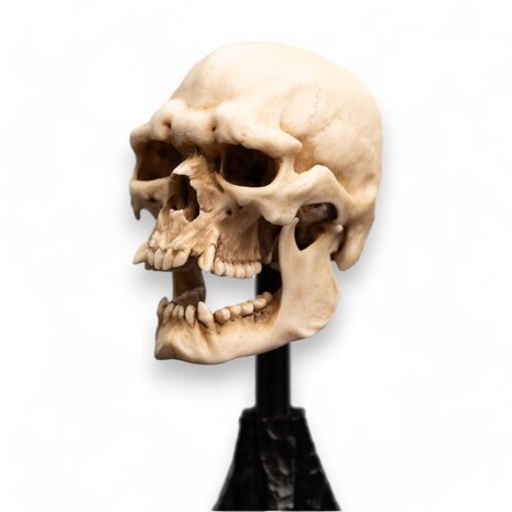 Weta Workshop Lord of the Rings Mini Statue Skull of a Mordor Orc 14 cm Weta Workshop Lord of the Rings Mini Statue Skull of a Mordor Orc 14 cm