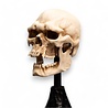 Weta Workshop Lord of the Rings Mini Statue Skull of a Mordor Orc 14 cm Weta Workshop Lord of the Rings Mini Statue Skull of a Mordor Orc 14 cm