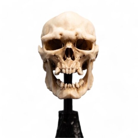 Weta Workshop Lord of the Rings Mini Statue Skull of a Mordor Orc 14 cm Weta Workshop Lord of the Rings Mini Statue Skull of a Mordor Orc 14 cm