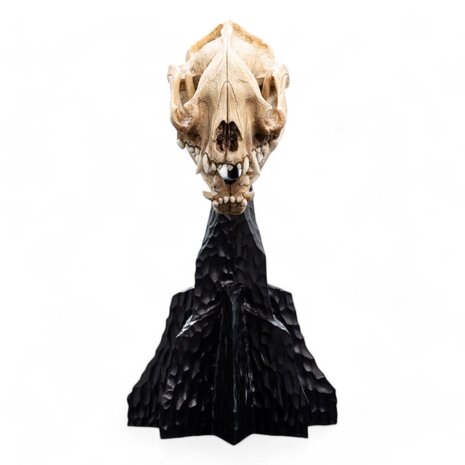 Weta Workshop Lord of the Rings Mini Statue Skull of a Warg 20 cm Weta Workshop Lord of the Rings Mini Statue Skull of a Warg 20 cm