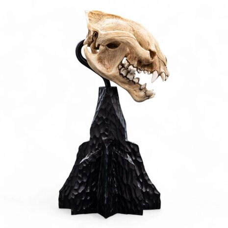 Weta Workshop Lord of the Rings Mini Statue Skull of a Warg 20 cm Weta Workshop Lord of the Rings Mini Statue Skull of a Warg 20 cm