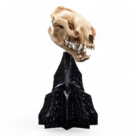 Weta Workshop Lord of the Rings Mini Statue Skull of a Warg 20 cm Weta Workshop Lord of the Rings Mini Statue Skull of a Warg 20 cm