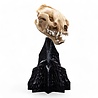 Weta Workshop Lord of the Rings Mini Statue Skull of a Warg 20 cm Weta Workshop Lord of the Rings Mini Statue Skull of a Warg 20 cm