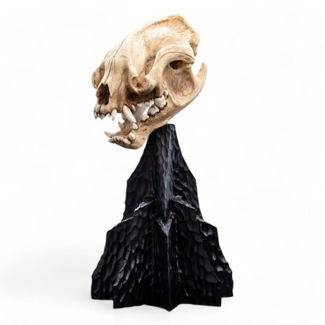Weta Workshop Lord of the Rings Mini Statue Skull of a Warg 20 cm Weta Workshop Lord of the Rings Mini Statue Skull of a Warg 20 cm