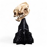 Weta Workshop Lord of the Rings Mini Statue Skull of a Warg 20 cm Weta Workshop Lord of the Rings Mini Statue Skull of a Warg 20 cm