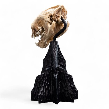Weta Workshop Lord of the Rings Mini Statue Skull of a Warg 20 cm Weta Workshop Lord of the Rings Mini Statue Skull of a Warg 20 cm