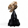 Weta Workshop Lord of the Rings Mini Statue Skull of a Warg 20 cm Weta Workshop Lord of the Rings Mini Statue Skull of a Warg 20 cm