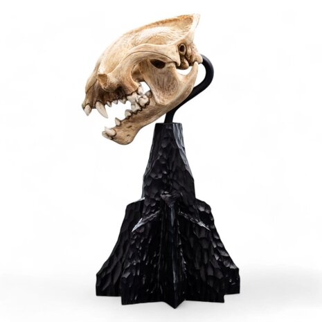 Weta Workshop Lord of the Rings Mini Statue Skull of a Warg 20 cm Weta Workshop Lord of the Rings Mini Statue Skull of a Warg 20 cm