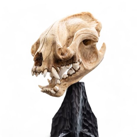 Weta Workshop Lord of the Rings Mini Statue Skull of a Warg 20 cm Weta Workshop Lord of the Rings Mini Statue Skull of a Warg 20 cm
