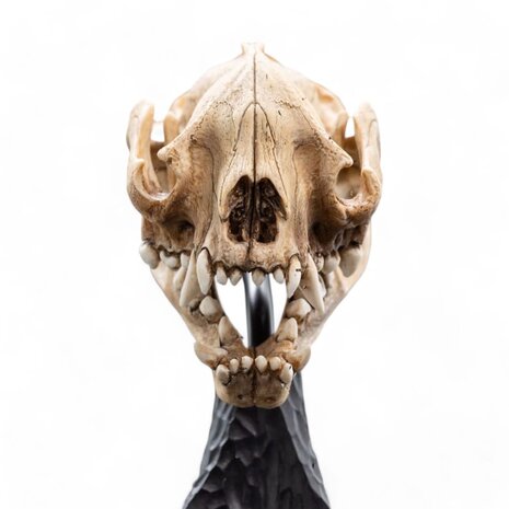 Weta Workshop Lord of the Rings Mini Statue Skull of a Warg 20 cm Weta Workshop Lord of the Rings Mini Statue Skull of a Warg 20 cm