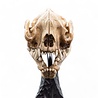 Weta Workshop Lord of the Rings Mini Statue Skull of a Warg 20 cm Weta Workshop Lord of the Rings Mini Statue Skull of a Warg 20 cm