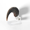 Elite Creature Collectibles Jurassic Park ECC Elite Creature Line Statue Velociraptor Foot Claw Prop Elite Creature Collectibles Jurassic Park ECC Elite Creature Line Statue Velociraptor Foot Claw Prop
