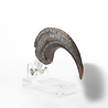 Elite Creature Collectibles Jurassic Park ECC Elite Creature Line Statue Velociraptor Foot Claw Prop Elite Creature Collectibles Jurassic Park ECC Elite Creature Line Statue Velociraptor Foot Claw Prop