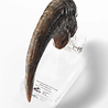 Elite Creature Collectibles Jurassic Park ECC Elite Creature Line Statue Velociraptor Foot Claw Prop Elite Creature Collectibles Jurassic Park ECC Elite Creature Line Statue Velociraptor Foot Claw Prop
