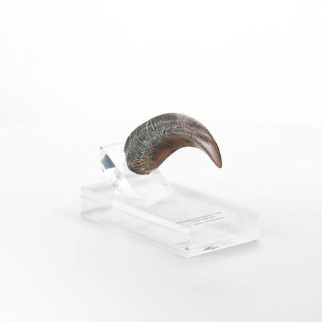 Elite Creature Collectibles Jurassic Park ECC Elite Creature Line Statue Velociraptor Hand Claw Prop Elite Creature Collectibles Jurassic Park ECC Elite Creature Line Statue Velociraptor Hand Claw Prop