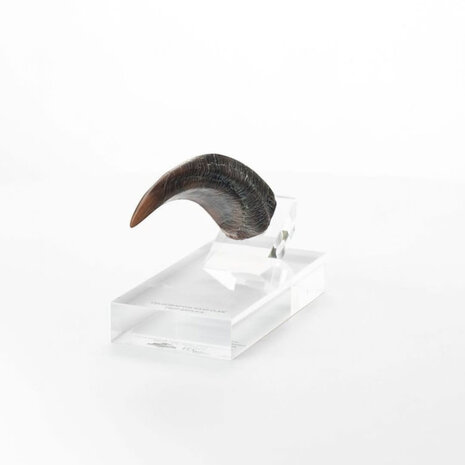 Elite Creature Collectibles Jurassic Park ECC Elite Creature Line Statue Velociraptor Hand Claw Prop Elite Creature Collectibles Jurassic Park ECC Elite Creature Line Statue Velociraptor Hand Claw Prop