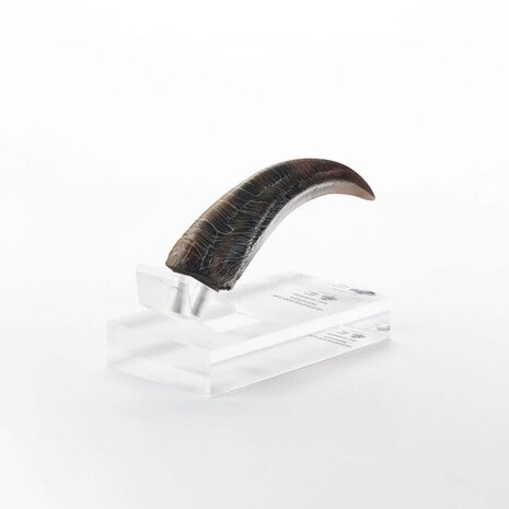 Elite Creature Collectibles Jurassic Park ECC Elite Creature Line Statue Velociraptor Hand Claw Prop Elite Creature Collectibles Jurassic Park ECC Elite Creature Line Statue Velociraptor Hand Claw Prop