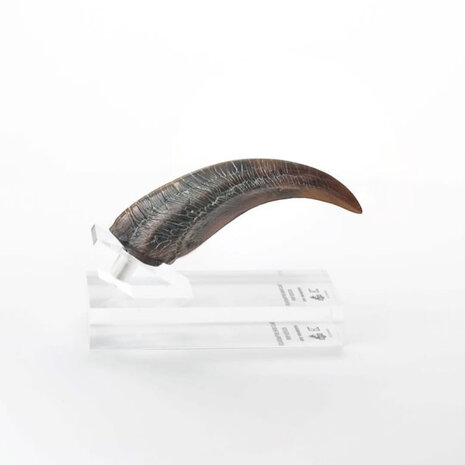 Elite Creature Collectibles Jurassic Park ECC Elite Creature Line Statue Velociraptor Hand Claw Prop Elite Creature Collectibles Jurassic Park ECC Elite Creature Line Statue Velociraptor Hand Claw Prop