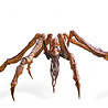 Hiya Toys Godzilla x Kong The New Empire Exquisite Basic Action Figure Scylla Hiya Toys Godzilla x Kong The New Empire Exquisite Basic Action Figure Scylla