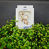 Spring Inspirations Pot Buddy Chip Spring Inspirations Pot Buddy Chip