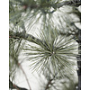 Kerstboom LED, Peuce, nature