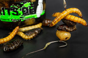 My Baits Hi-Natural Black 'n White Tiger Nuts "Wormageddon"