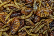 My Baits Destruction Insects – PVA-freundlich und gebrauchsfertig