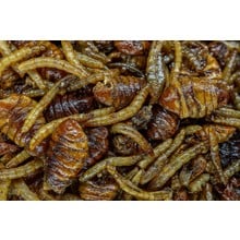 My Baits Destruction Insects - PVA friendly e pronto all'uso