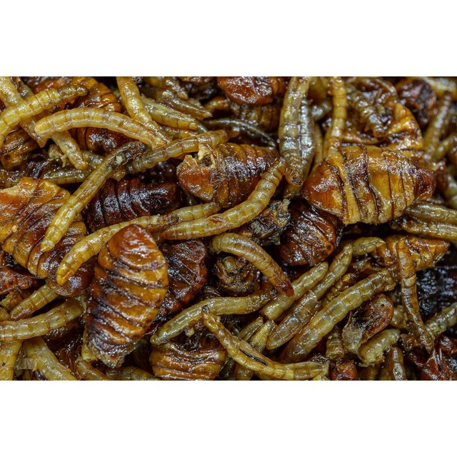 My Baits Destruction Insects - Compatible avec le PVA et prêt à l'emploi