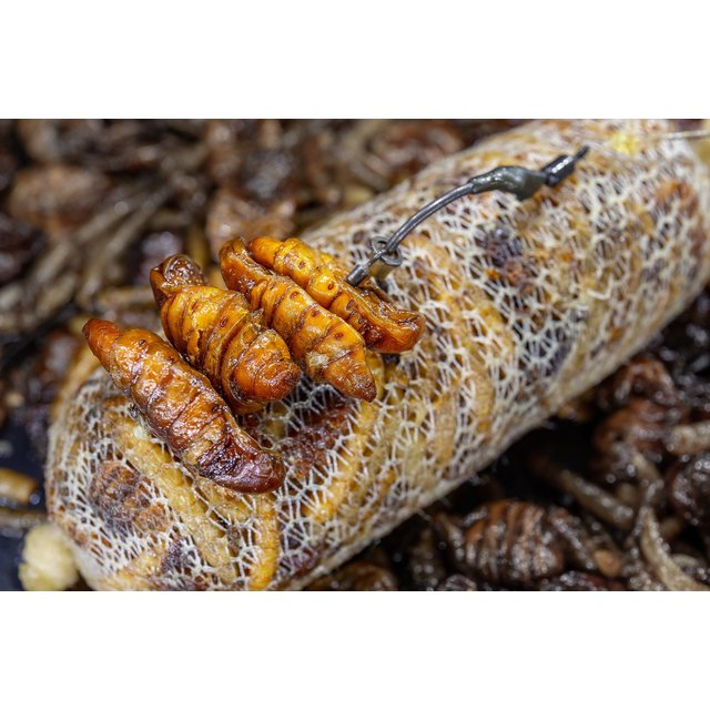 My Baits Destruction Insects - PVA Friendly and Ready to Use