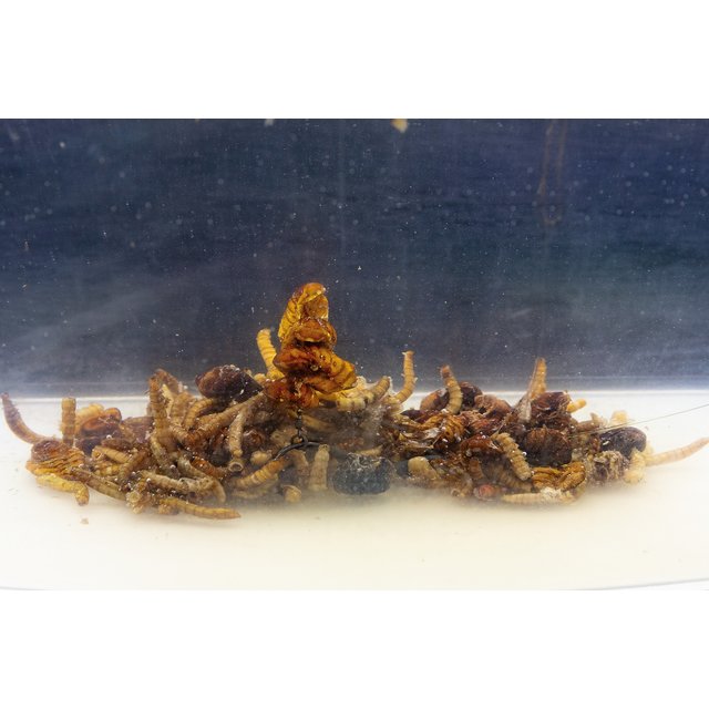 My Baits Destruction Insects - Compatible avec le PVA et prêt à l'emploi