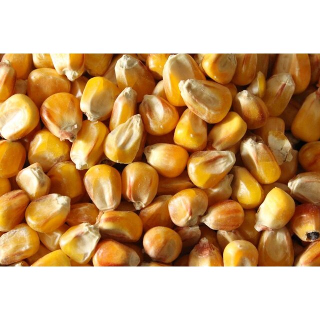 Baitworld Yellow Corn