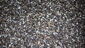 Baitworld Naturhanf, frisch & gebrauchsfertig