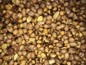 Baitworld Noci tigre & arachidi Redskin naturali – fresche e pronte da mangiare