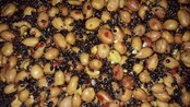 Baitworld Cacahuètes fraîches, prêtes à l'emploi, au piment et au chanvre