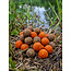 Baitworld Milky Peach N Tutti  & Krill Combi Deal