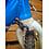 Second Hand Woom 1 Plus Balance Bike, Blue, 14cm, Private Sale