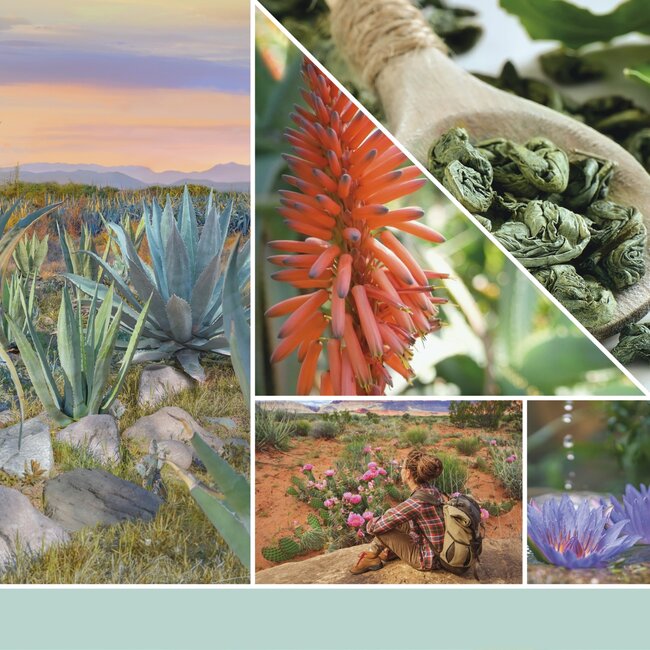 Yankee Candle Aloe & Agave - Signature Medium Jar