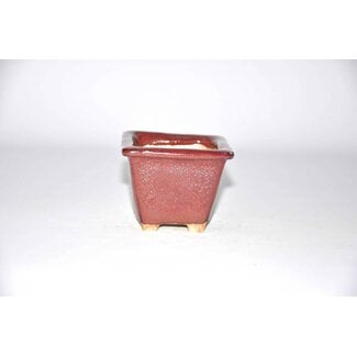 Matsumoto - Akira Matsumoto Akira matsumoto 7 cm Vaso quadrato per bonsai rosso