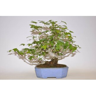 Koyo - Koichirou Aiba  Acer Buergerianum 210 mm in Kouyou-pot