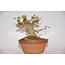 Trident Maple