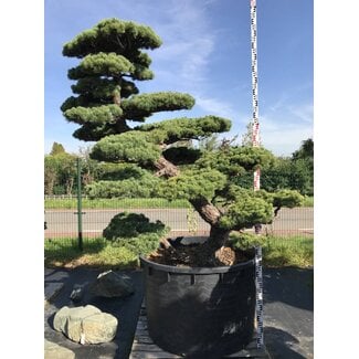 Pinus Parviflora - Bonsai Plaza