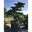 Japanese white pine